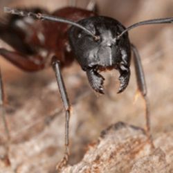 Provex Pest Management