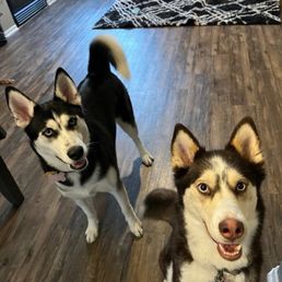 A pic they sent in one of their reports after one of the visits. My puppies super happy with them while we're gone! A pic they sent in one of their reports after one of the visits. My puppies super happy with them while we're gone!