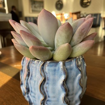 1 Pico - Succulent decor at each table. - New American Near Me - Santa Monica, California