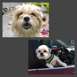 Mr Paw - this is a before and after my puppy was groomed! he looks amazing Thank you for your amazing job!!!