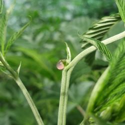 Pink sap drips from this Chocolate Thai hybrid.