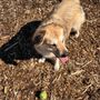 Photo of Pawsitive Park