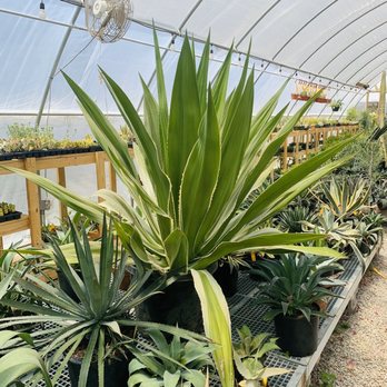 Hewitt Garden & Design Center - Nurseries & Gardening Near Me - Franklin, Tennessee