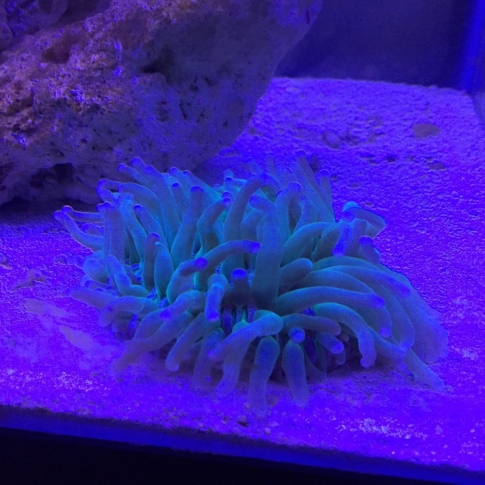 Vallejo Aquarium - Was looking for weeks for a coral with tentacles, found it here for an amazing price. Huge thanks for the great service as always. - Pet Stores Near Me - Vallejo, California Vallejo Aquarium - Was looking for weeks for a coral with tentacles, found it here for an amazing price. Huge thanks for the great service as always. - Pet Stores Near Me - Vallejo, California