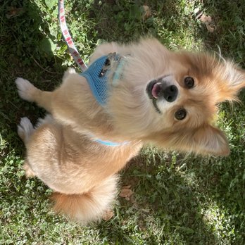 Sung's Grooming Studio - Pika with a haircut from Sung - Pet Groomers Near Me - Studio City, California Sung's Grooming Studio - Pika with a haircut from Sung - Pet Groomers Near Me - Studio City, California
