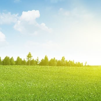 Fsm Landscaping - a field of green grass with trees in the background - Landscaping Near Me - Norton, Massachusetts