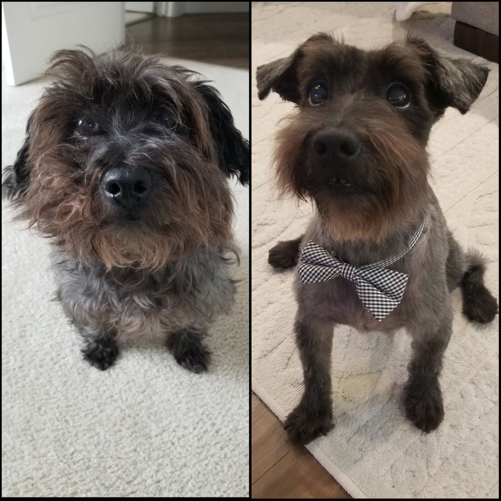 Splish splash mobile pet grooming - My handsome boy before and after grooming :) - Pet Groomers Near Me Splish splash mobile pet grooming - My handsome boy before and after grooming :) - Pet Groomers Near Me