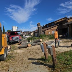 P & J Tree Services - Removing large tropical Ash damage the foundation