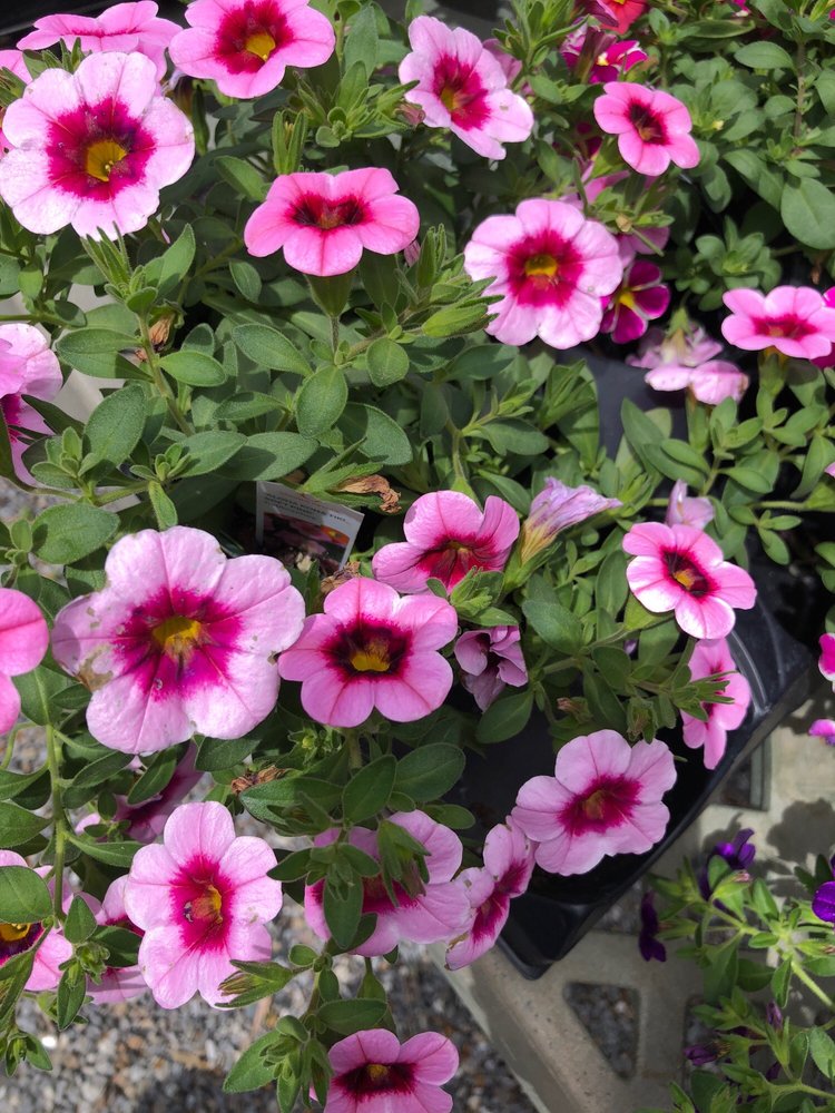 ROAK THE FLORIST Updated May 2024 793 Main St, Lewiston, Maine