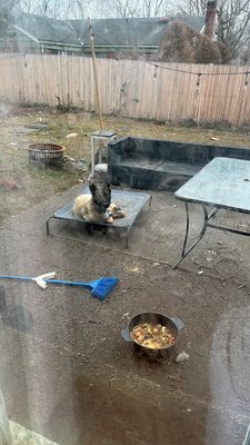 Plain & Fancy Dog Salon