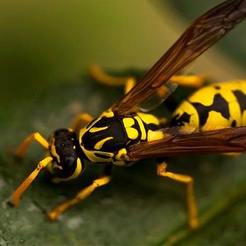 Bugs Northwest - Pest Control Near Me - Grants Pass, Oregon Bugs Northwest - Pest Control Near Me - Grants Pass, Oregon