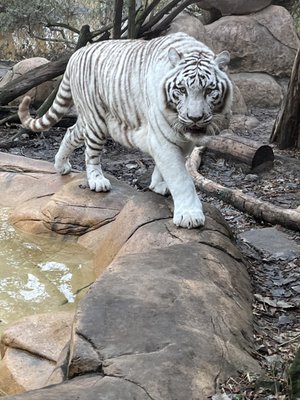 Caldwell Zoo by null