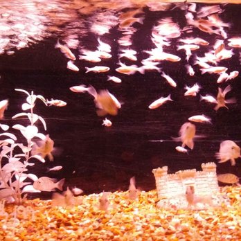 Pet World - Lol at all the fish! - Pet Stores Near Me - Rochester, New York