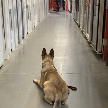 FlatTop K9 - Pet Training Near Me