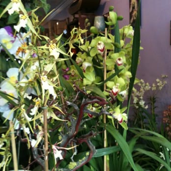 Orchids Anonymous - Nurseries & Gardening Near Me - Los Angeles, California Orchids Anonymous - Nurseries & Gardening Near Me - Los Angeles, California