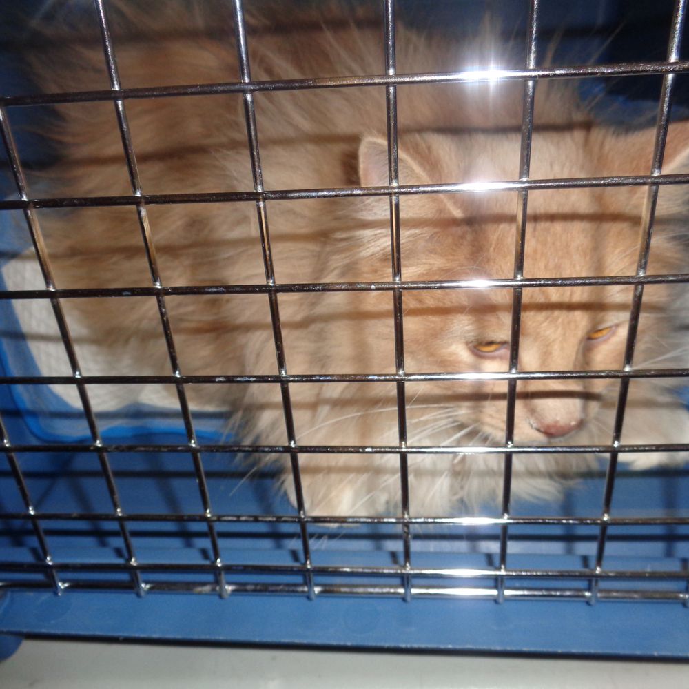 Fruita Thrift Shop - A cat that will not be adding to the overpopulation and suffering.  "Romantically Repaired" - Thrift Stores Near Me - Fruita, Colorado