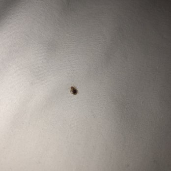 Ramada by Wyndham Kent Seattle Area - Bed bugs !! - Hotels Near Me - Kent, Washington Ramada by Wyndham Kent Seattle Area - Bed bugs !! - Hotels Near Me - Kent, Washington
