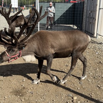 Antler Academy - Gift Shops Near Me - North Pole, Alaska Antler Academy - Gift Shops Near Me - North Pole, Alaska