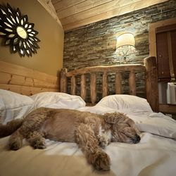 Convict Lake Resort - Spacious bed