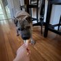 Photo of Gotta Go! In-Home Pet Sitting