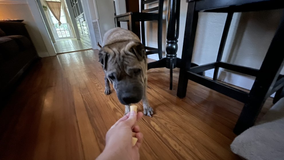 Gotta Go! In-Home Pet Sitting Image