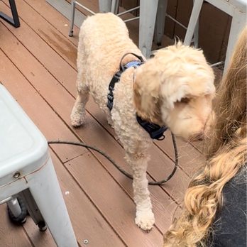 Evergreen Brewery - Dog friendly outdoor eating!! My kids loved it!! - Sandwiches Near Me - Evergreen, Colorado Evergreen Brewery - Dog friendly outdoor eating!! My kids loved it!! - Sandwiches Near Me - Evergreen, Colorado