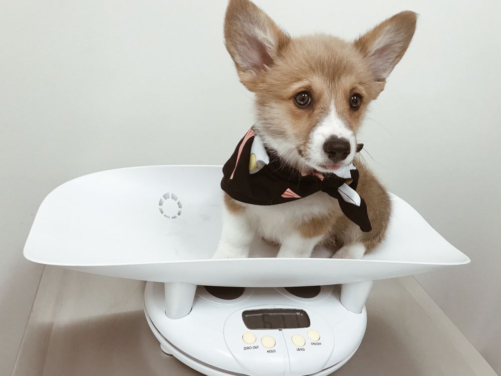 VAN NUYS VETERINARY CLINIC 164 Photos & 364 Reviews 7215 Van Nuys Blvd, Van Nuys, California