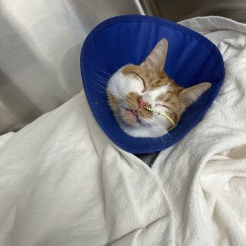 VEG ER for Pets - Emergency Pet Hospital Near Me - Washington, DC, District of Columbia