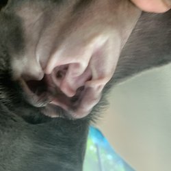Petsense - My dogs ears were still dirty after two hours and $48 at Petsense
