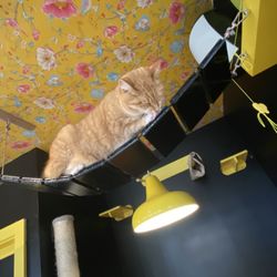 Kittchen