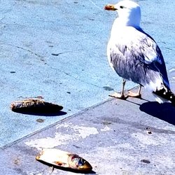 The Belt Parkway Promenade - That moment when you decide to stop being so Gull-ible, and realize there are plenty of other Fish in the Sea.