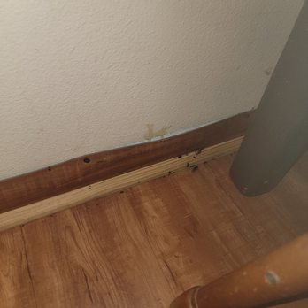 Outback Campground & Marina - Roaches by kitchen table - Campgrounds Near Me - Trinity, Texas Outback Campground & Marina - Roaches by kitchen table - Campgrounds Near Me - Trinity, Texas