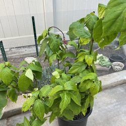 Monroe Pacific Nursery