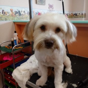 Paws ‘N’ Suds - Pet Groomers Near Me - Summerfield, Florida