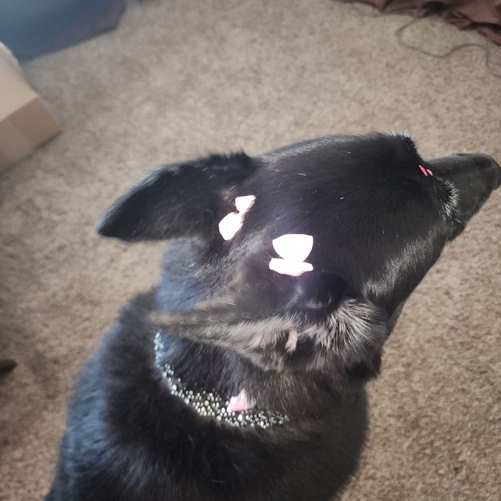 Bitches N Bubbles - Cutesy bows for my baby - Pet Groomers Near Me - Long Beach, California