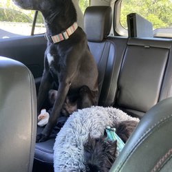 Lauras Doggie Doos - Argo and Layla