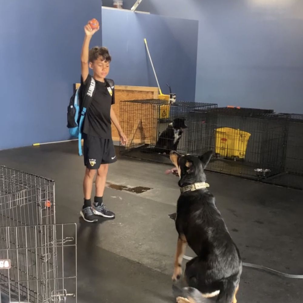 Love Ur K9 - Ollie playing ball with Gavin (this just happened last week) - Pet Training Near Me - Redondo Beach, California Love Ur K9 - Ollie playing ball with Gavin (this just happened last week) - Pet Training Near Me - Redondo Beach, California