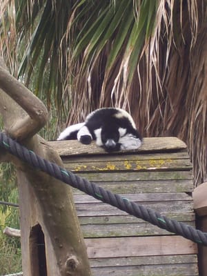 Zoo de Lagos by null