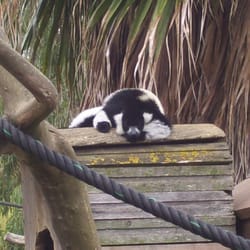 Zoo De Lagos