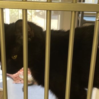 Santa Barbara Humane - Animal Shelters Near Me - Santa Barbara, California