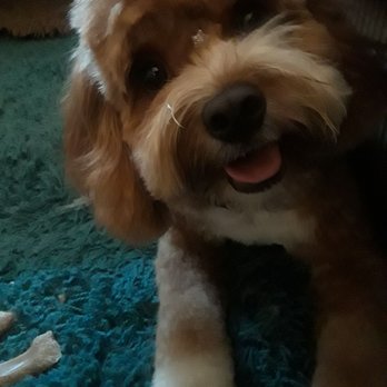 Canine Grooming Lounge - My boy Butters. He loved her - Pet Groomers Near Me - Deerfield Beach, Florida