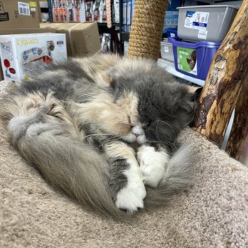 Most Valuable Pets - Pet Stores Near Me - Lexington, Kentucky