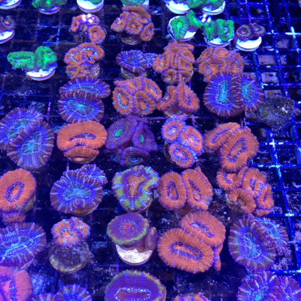 Manhattan Aquariums - They have an amazing selection of acans! - Aquarium Services Near Me - Queens, New York Manhattan Aquariums - They have an amazing selection of acans! - Aquarium Services Near Me - Queens, New York