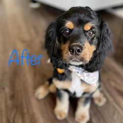 Dapper Dogs Grooming - A whole new pup!