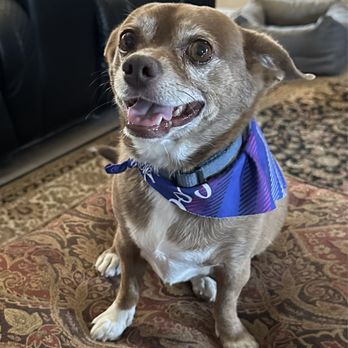 Pawsh Palace - Hershey Loves Pawsh Palace!!!!! - Pet Boarding Near Me - Las Vegas, Nevada Pawsh Palace - Hershey Loves Pawsh Palace!!!!! - Pet Boarding Near Me - Las Vegas, Nevada