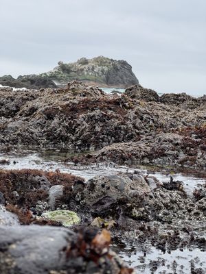 Yaquina Head Outstanding Natural Area by null