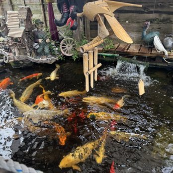 The Log Cabin - Goldfish - Pubs Near Me - Des Plaines, Illinois The Log Cabin - Goldfish - Pubs Near Me - Des Plaines, Illinois