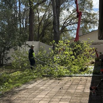 American Tree Solutions - Tree Services Near Me - Jacksonville, Florida American Tree Solutions - Tree Services Near Me - Jacksonville, Florida