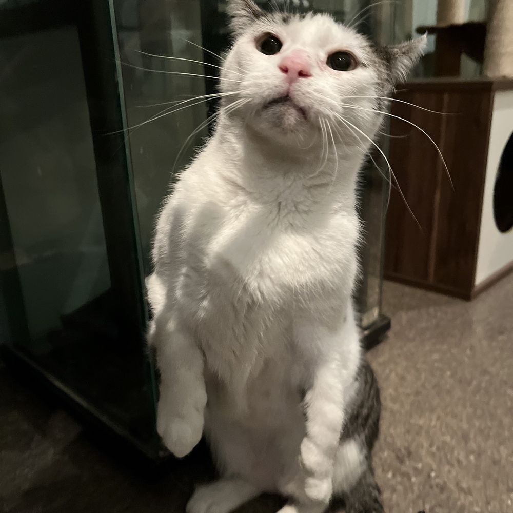 Cat Cafe Bala Cynwyd, PA - Last Updated January 2026 - Yelp