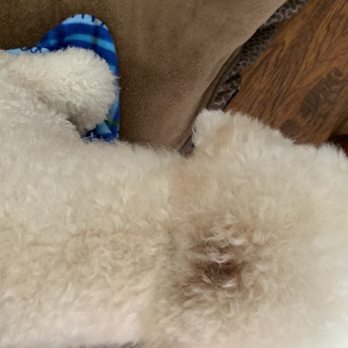 Vail Valley Pet Groomers - Bloody gash on my dog's head. I will trim around it to ensure it heals properly. - Pet Groomers Near Me - Edwards, Colorado Vail Valley Pet Groomers - Bloody gash on my dog's head. I will trim around it to ensure it heals properly. - Pet Groomers Near Me - Edwards, Colorado